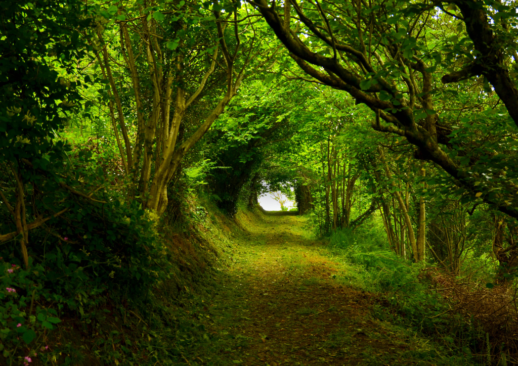 unique individual path nature
