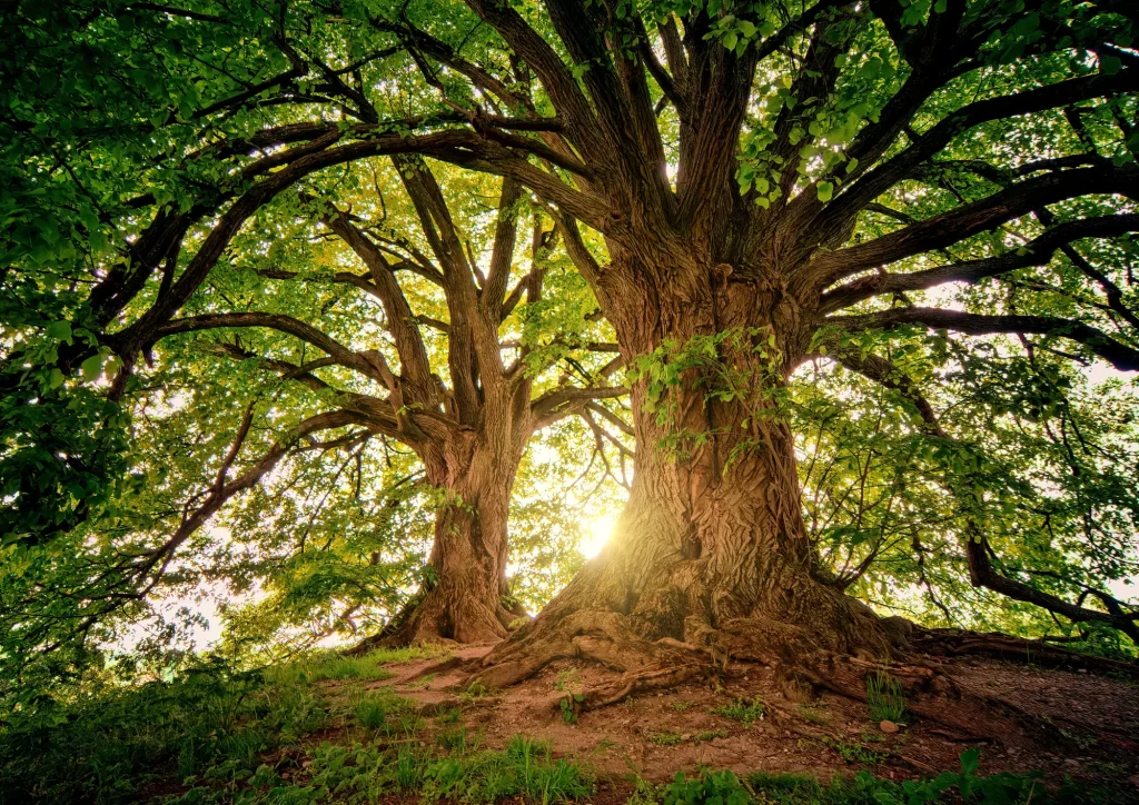 unique tree species diverse forest